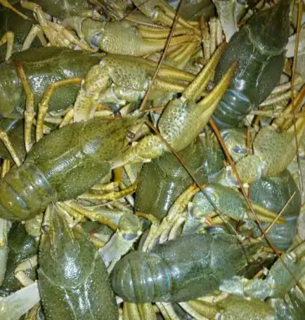 продам раки оптом, фотография 2