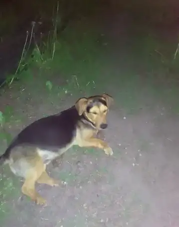 Отдам в хорошие руки, фотография 9