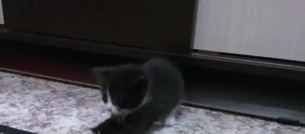 Котенок, фотография 1