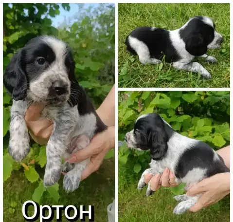 Щенки РОС, фотография 7