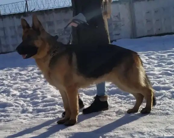 Кобель для вязки, фотография 1