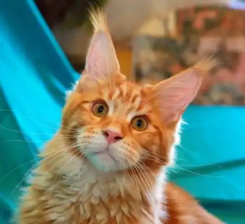 Продаются котята мейн куна, фотография 5