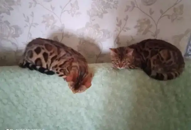 Бенгальские  подрощенные котята, фотография 2