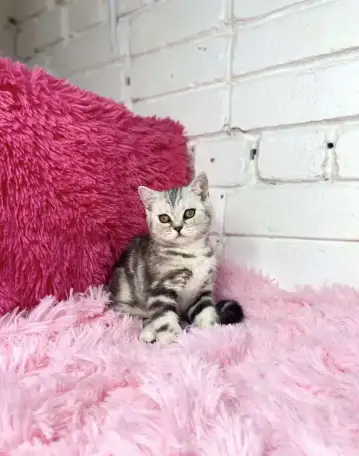 Британские котята, фотография 9