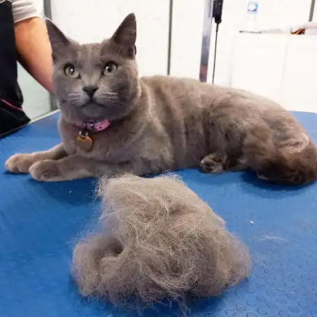 Стрижка Кошек и Котов выезд на Дом по Москве, Экспресс-Линька, Вычес, Груминг, фотография 9