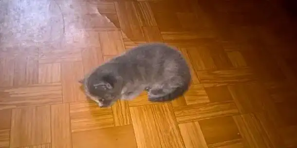 Отдам котят, фотография 1