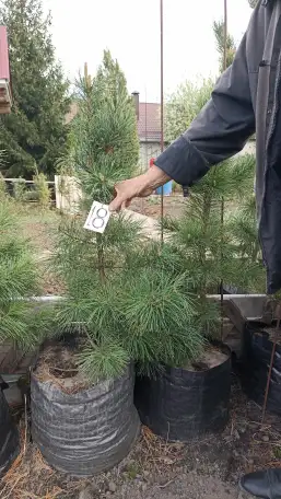 Продам кедры сибирские и корейские можжевельник обыкновенный, фотография 5