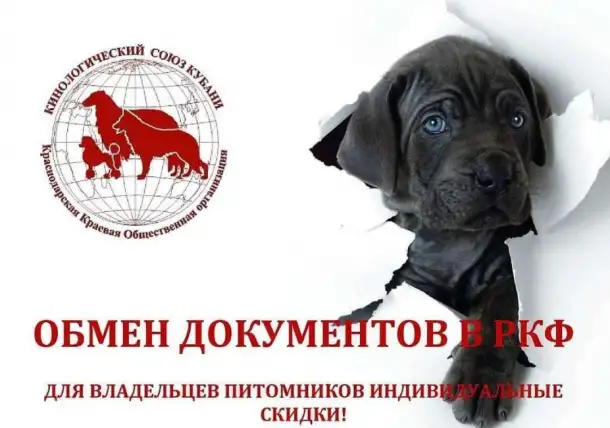 Оформление документов РКФ, Кинологический клуб, фотография 1
