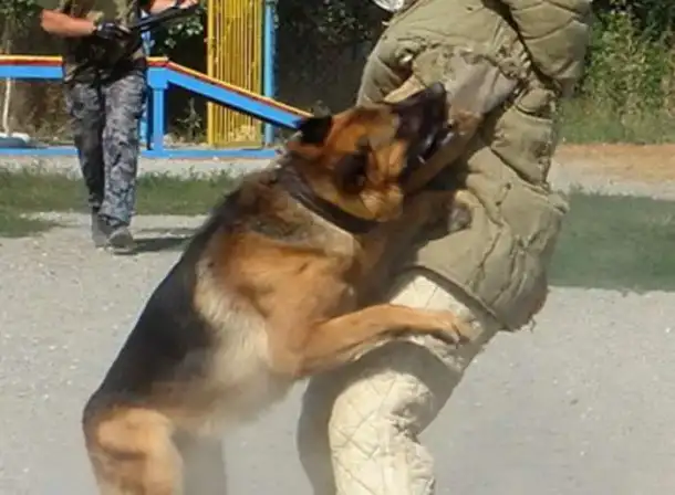 Дрессировка собак