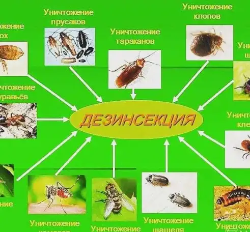 Тараканов быстрое истребление,муравьев.Дезинсекция насекомых, фотография 1