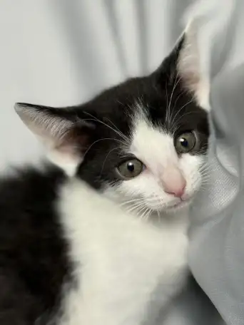 Котята ищут дом., фотография 6