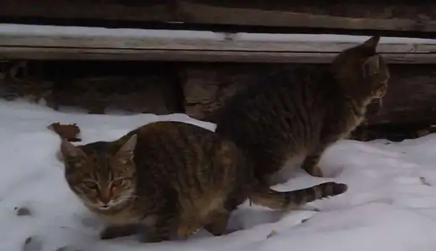 Котята мышеловки, фотография 5