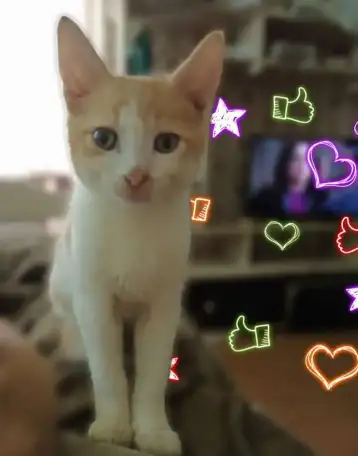 Солнечные котята, фотография 10