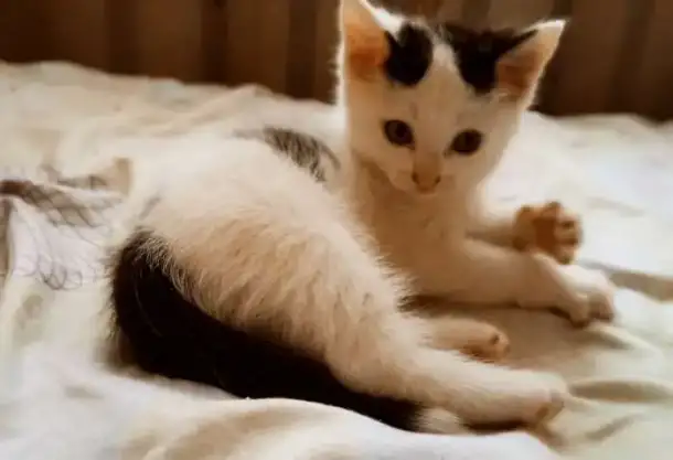 Отдам котят(3 мальчика), фотография 3