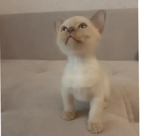 Бурманские котята, фотография 1