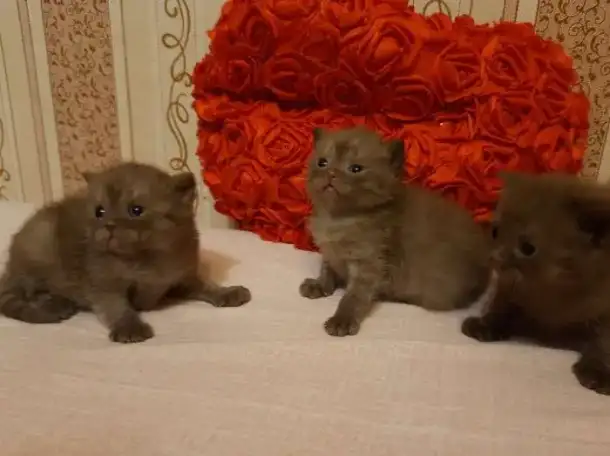Британские котята, фотография 4