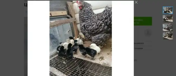 продам, фотография 2