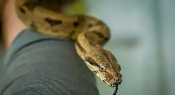 Удав Салмон (Boa constrictor Salmon), фотография 3