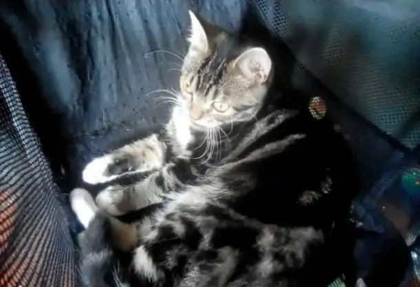 Котенок подросток, фотография 3