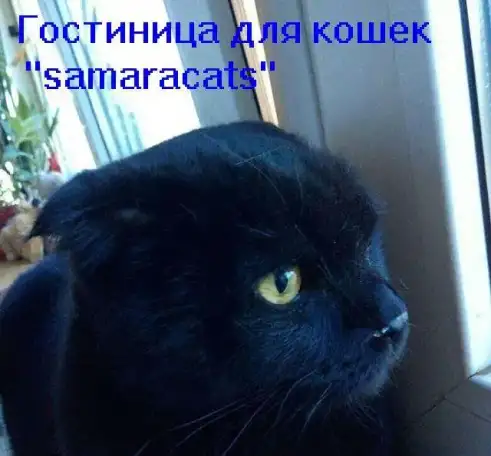 Гостиница для кошек 