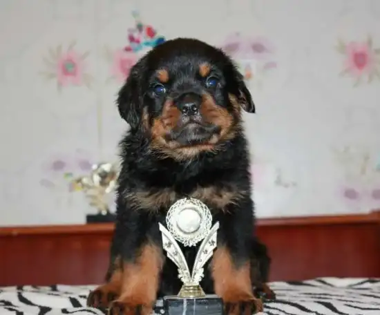 Щенки ротвейлера - внуки чемпиона мира!, фотография 10