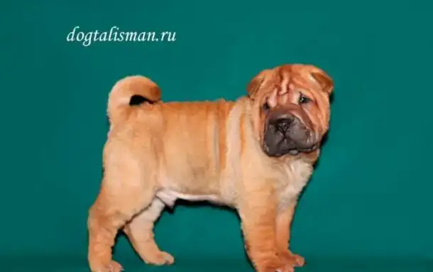 Щеночки шарпея, фотография 1