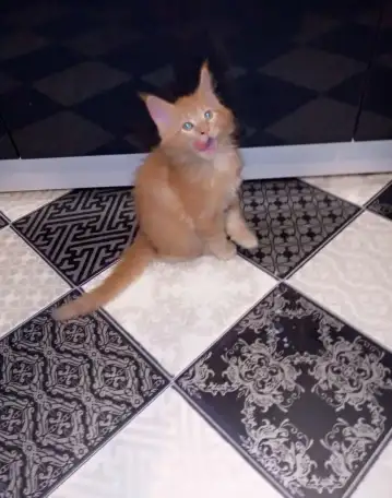 Котята Мейн-Кун, фотография 4
