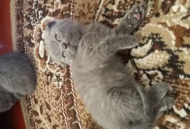 продам шотландских вислоухих котят., фотография 1