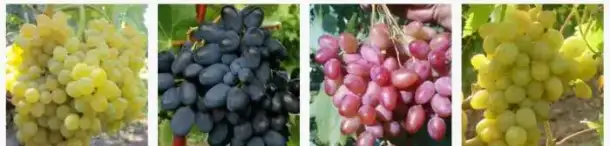 Саженцы плодовых деревьев и декоративных культур, фотография 1