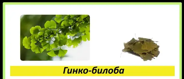 Целебные травы в каждый дом!, фотография 10