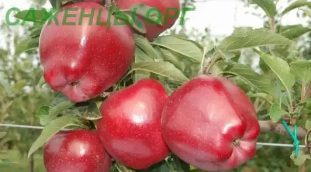 Продаются саженцы плодовых и декоративных деревьев, кустарников, винограда, клубники, фотография 1