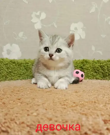 Красивый котенок девочка - серебристая шиншилла, фотография 2
