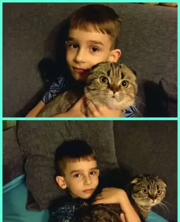 Пропала кошка шотландская вислоухая, фотография 2