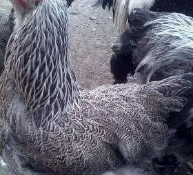 Инкубационное яйцо кур породы Брама серебристая, фотография 1
