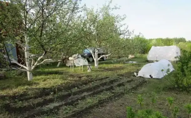 Сад продам., фотография 1