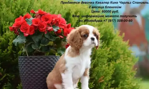Предлагаются щенки редкой породы Кавалер Кинг Чарльз спаниель., фотография 2