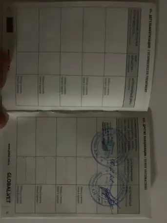 Продам щенка французского бульдога девочку., фотография 3