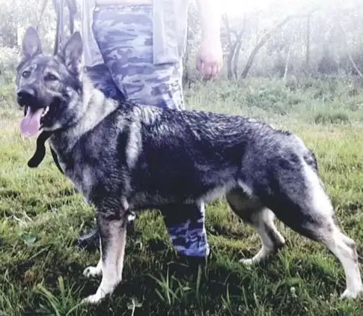 Щегки ВЕО (восточноевропейской овчарки), фотография 5