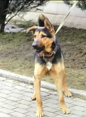 Графу очень нужен дом, который нужно охранять, фотография 6