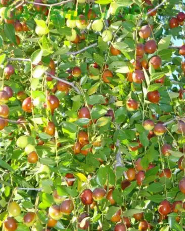 Продаются саженцы плодовых и декоративных деревьев, кустарников, винограда, клубники, фотография 2