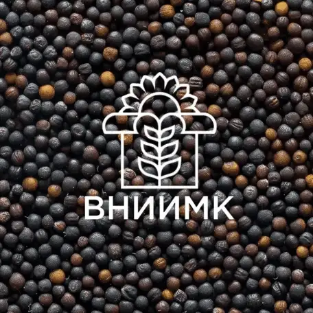 Семена ярового рапса ВНИИМК сорт Таврион, фотография 1