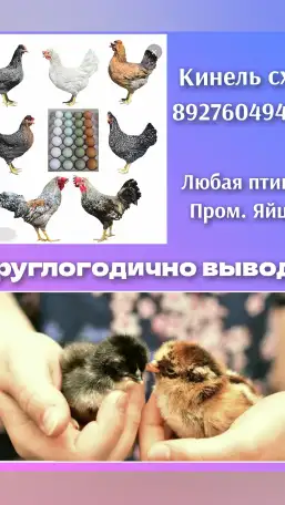 Цыплята порода и бролера, фотография 1