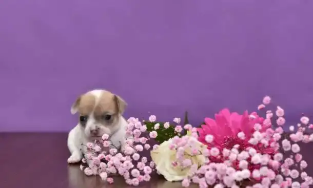 Чихуахуа девочка, фотография 4