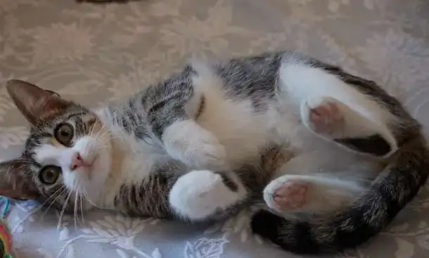 Маленький котенок ищет добрых хозяев, фотография 2