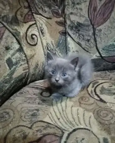 Отдам котят, фотография 3