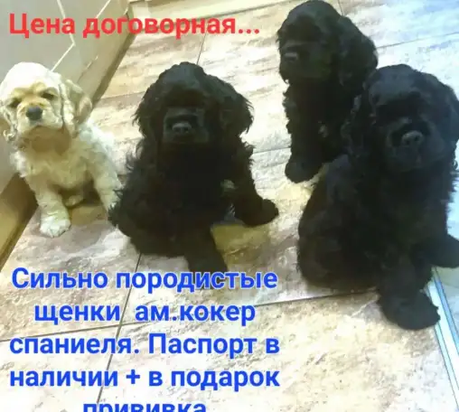 Щенки, фотография 1