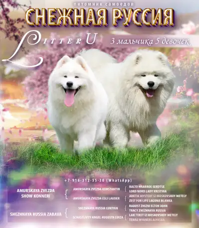 Самоед щенки. Медвежий тип, фотография 16
