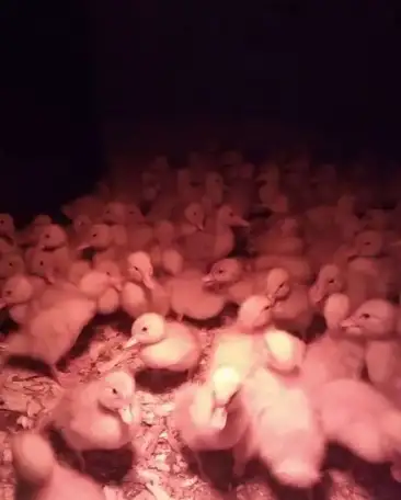 Утята,гусята,мулард., фотография 1