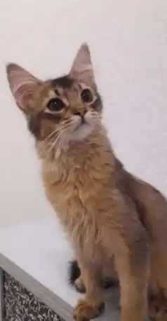 КОЯТА, фотография 10