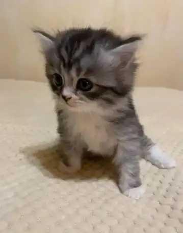 Котята полубританские недорого, фотография 8